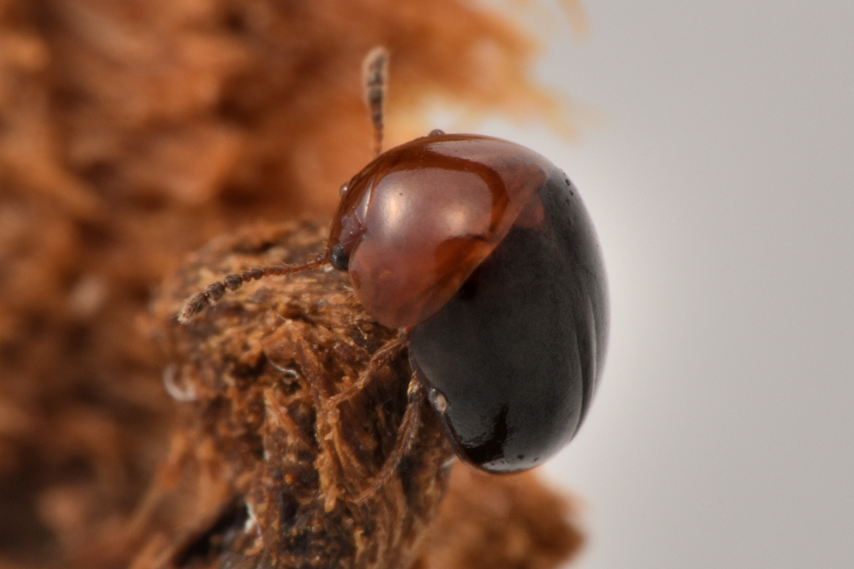 Leiodidae: Agathidium sp?  S, Agathidium (Neoceble) nigripenne